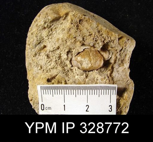 undet. Brachiopoda