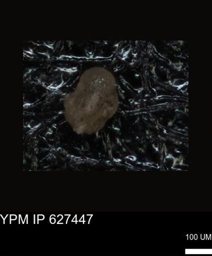 undet. Foraminiferida
