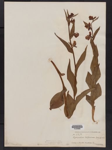 Cypripedium