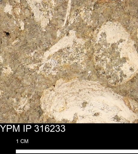 undet. Mollusca