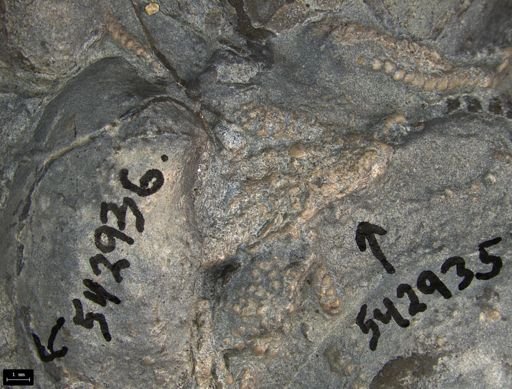 Aplocoma damesii