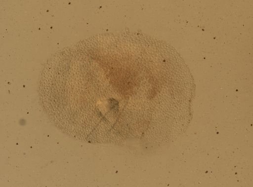 Lagisca impatiens