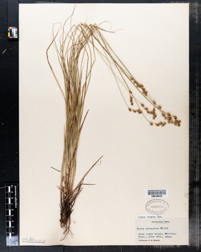 Carex tenera