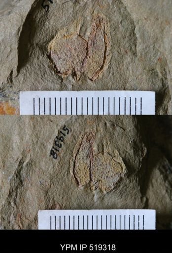 undet. Cornuta