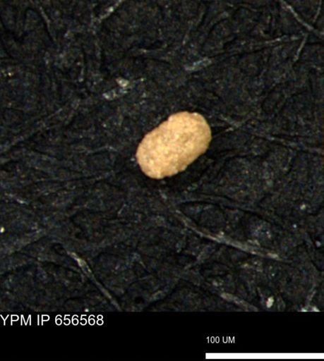 undet. Foraminiferida