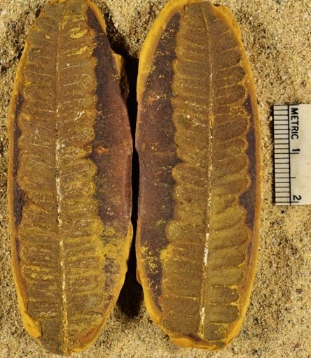 Pecopteris