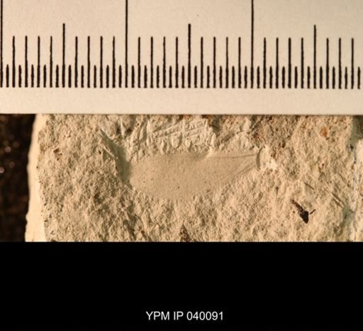 Probnis speciosa