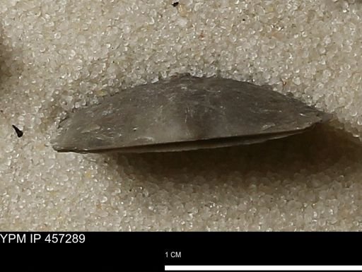 Pholidostrophia iowaensis