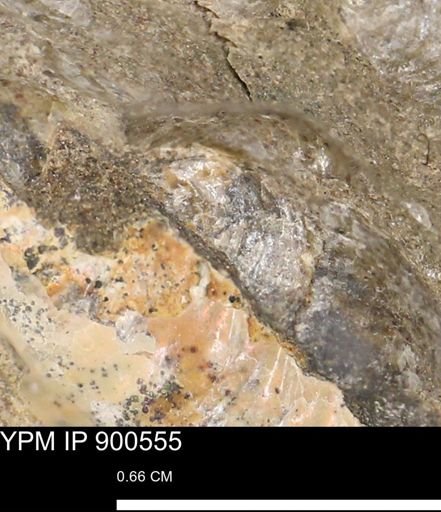 Anomia gryphorhyncha