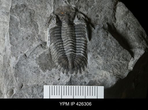 Greenops sp.