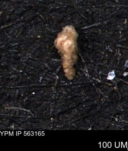 Verneuilina canadensis