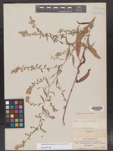 Symphyotrichum lateriflorum