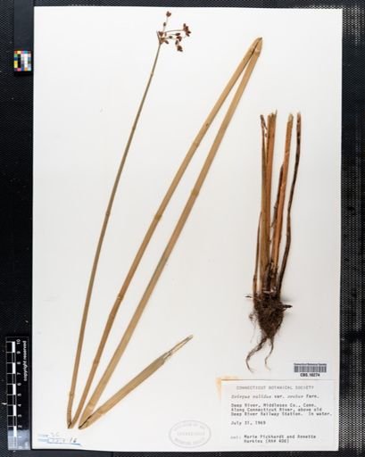 Scirpus validus