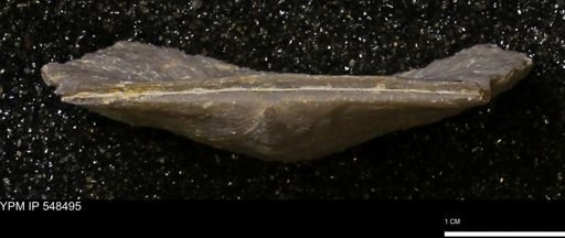 Stropheodonta callawayensis
