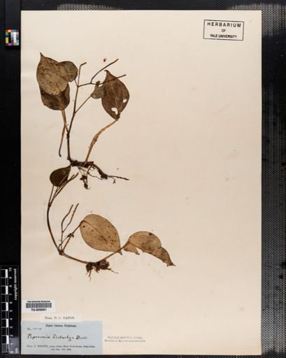 Peperomia