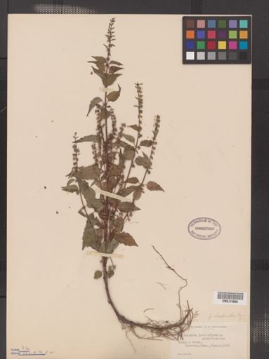 Scutellaria lateriflora f. rhodantha