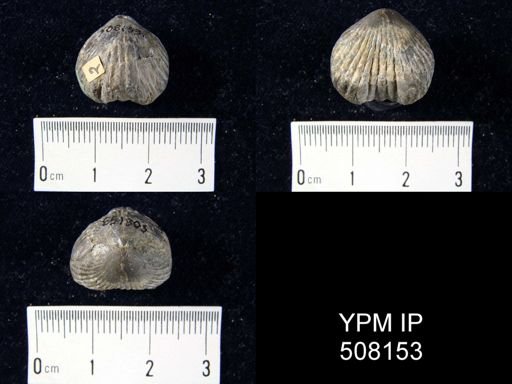 Uncinulus nucleolatus