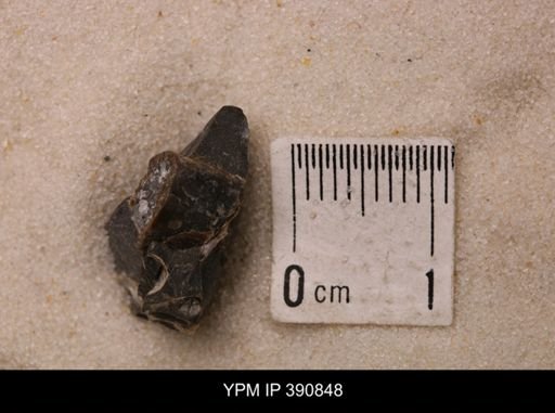 Baculites sp.