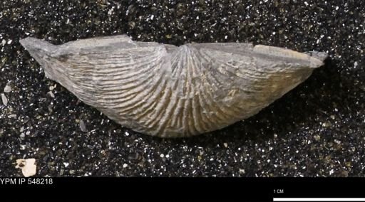 Stropheodonta demissa