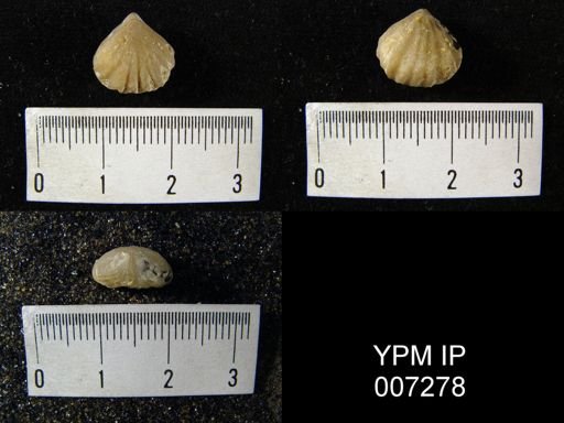 Camarotoechia indianensis