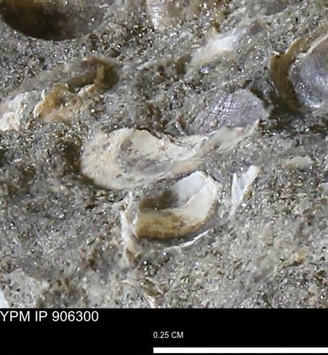 undet. Bivalvia
