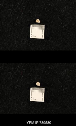 undet. Bryozoa