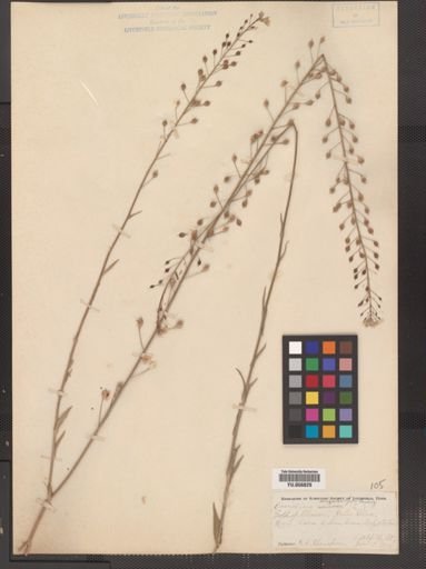 Camelina microcarpa