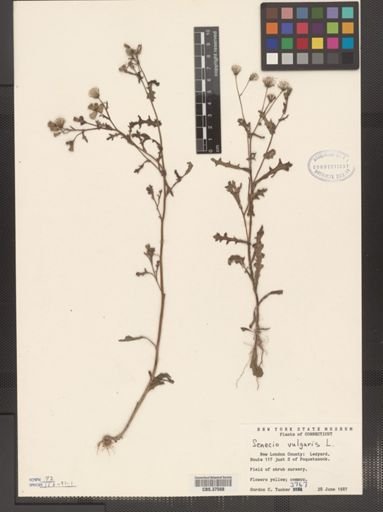 Senecio vulgaris