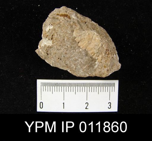 Aulosteges medlicottianus