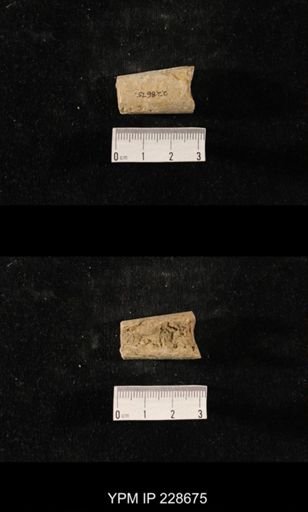 Orthoceras
