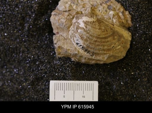 Inoceramus sp.