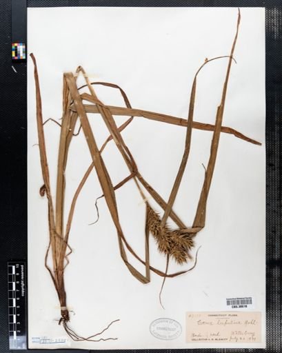 Carex lupulina