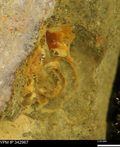 undet. Ammonoidea