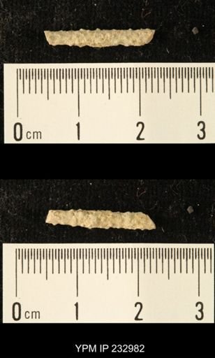 Archaeocidaris sp.