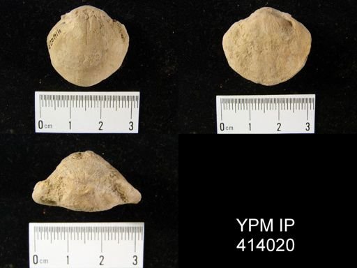 Schizophoria?