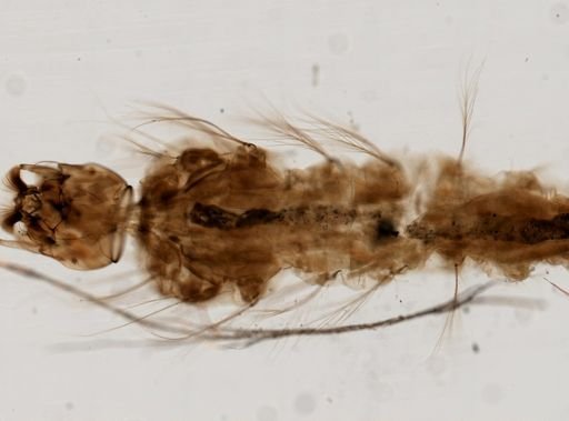 Anopheles