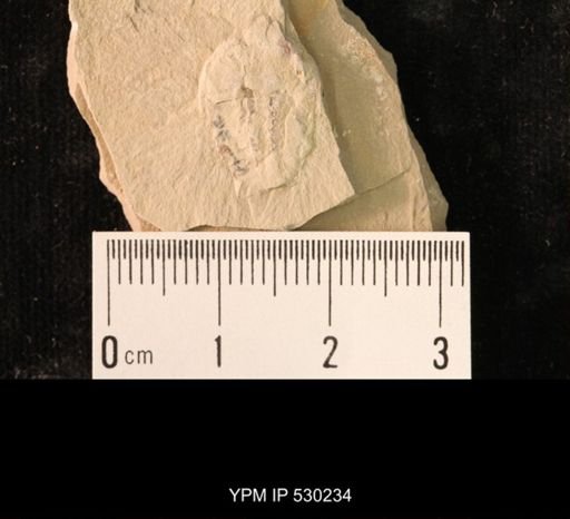 Elrathia kingi