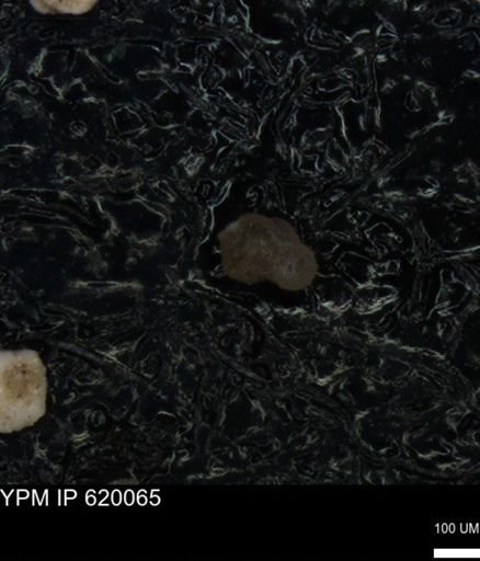 undet. Foraminiferida