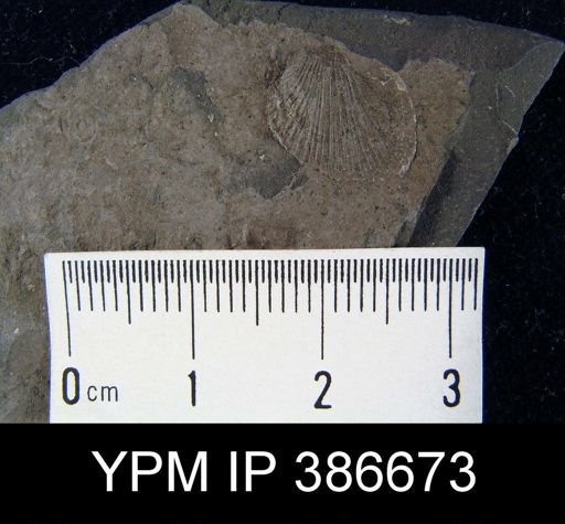undet. Brachiopoda
