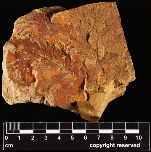 Sphenopteris lakesii