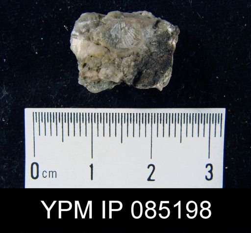 Atrypa reticularis