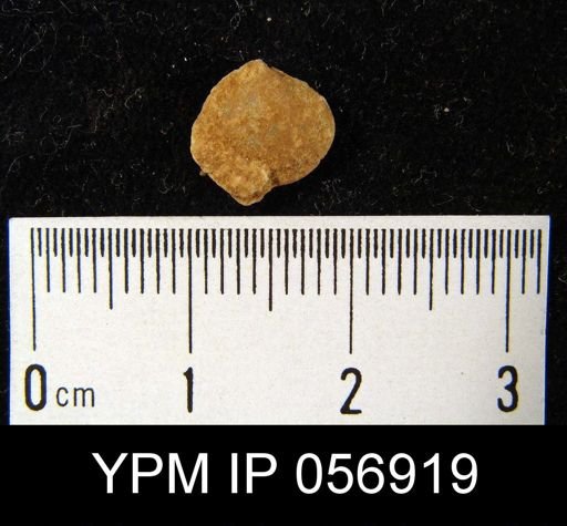 Nucleospira ventricosa