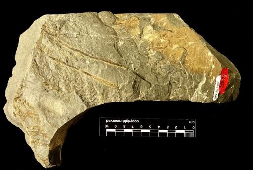 Archaeopteris macilenta
