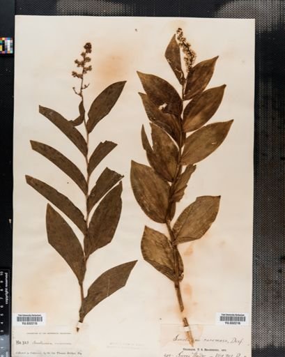 Maianthemum