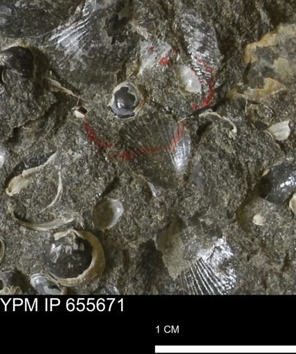 Oxytoma (Hypoxytoma) nebrascana