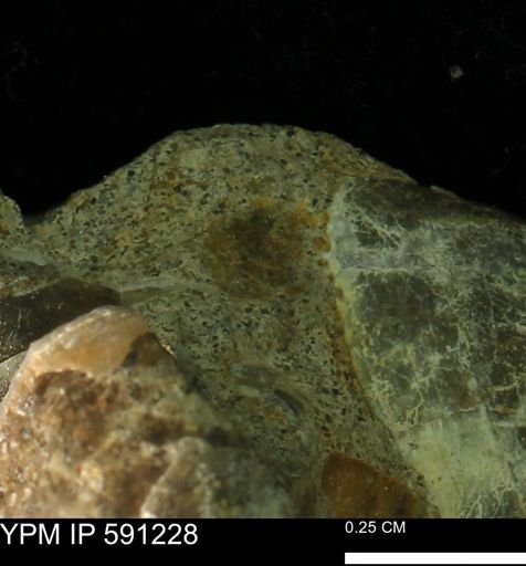 undet. Bivalvia