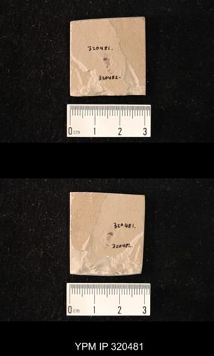 undet. Brachycera