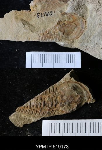 Daguinaspis sp.