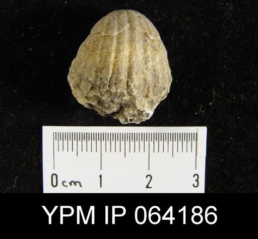 Sieberella roemeri