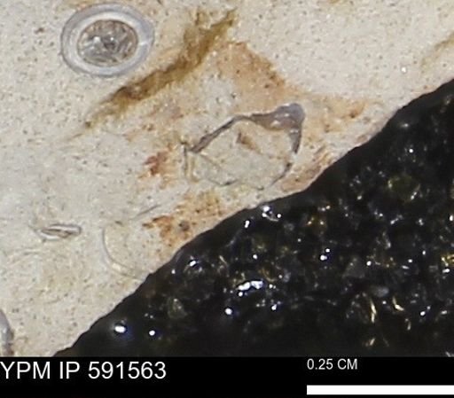 Serpulidae